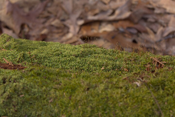 Macro of thick green moss growing on a fallen log