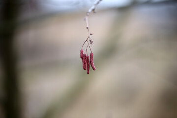 Blooming spring birch