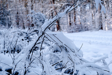 forest in winter