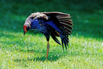 South Island takahē