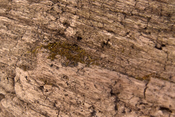 Close up of a small patch of green moss growing on a log.