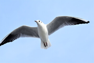ユリカモメ　カモメ　蒲郡　竹島
