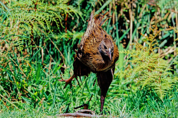 Gallirallus australis