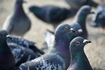 鳩　ハト　愛知県　蒲郡　竹島　ハトオジサン