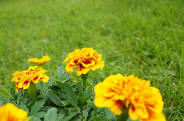 芝生にマリーゴールドの黄色い花