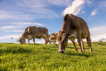 FAMILIENFOTOS DAHINDEN + LORENZ