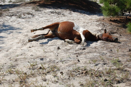 A wild painted horse resting in the sand on Assateague Island, in Worcester County, Maryland.