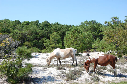 Wild horses feeding on the dune grass on Assateague Island, in Worcester County, Maryland.