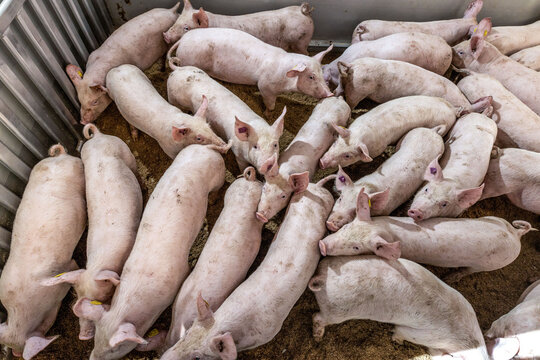 SCHWEINEHANDEL SCHWEINETRANSPORT