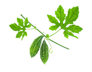 Bitter gourd or bitter melon (Momordica Charantia) with green leaf on tree branch isolated on white...