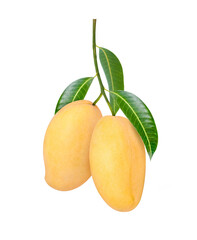 ripe mango with leaves on tree branch