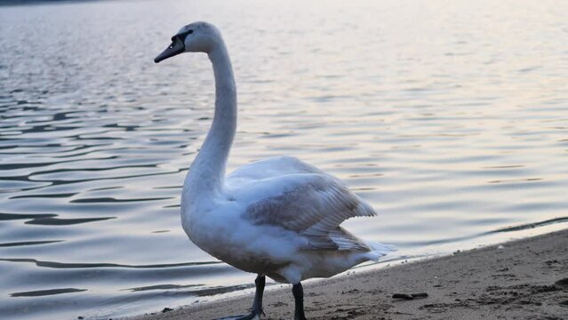 The mute swan along Lecco lake, Lombardy, Italy
