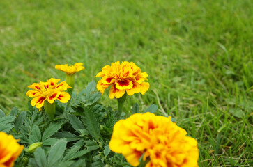 芝生にマリーゴールドの黄色い花