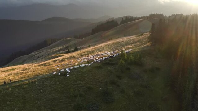 herd of sheep on Mount Kostrich. Ukraine, Carpathians - drone flies mountain landscape against the backdrop of Chernogora, Hoverla - peaks fields forests. Shepherds lead animals along paths to graze