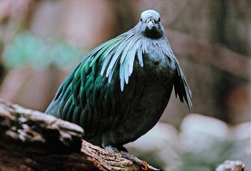 Fototapeta premium Nicobar pigeon