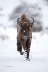 European bison (Bison bonasus) or the European wood bison, also known as the wisent  or the zubr 