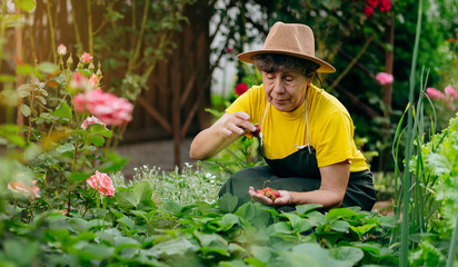 Senior woman gardener in a hat works in her yard and grows and harvests strawberries. The concept of gardening, farming and strawberry growing