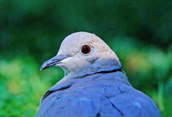 Eurasian collared dove