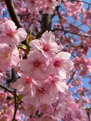 pink cherry blossom