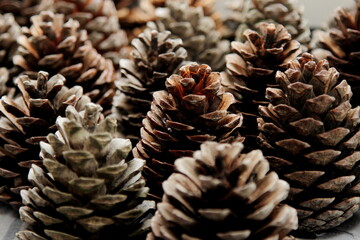 pine cones for decoration 