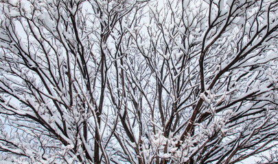 Tree branches covered with hoarfrost or snow