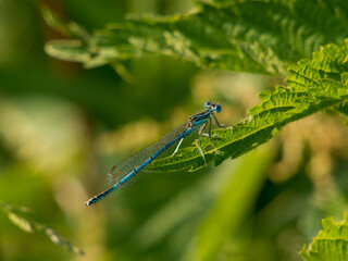 Blue dragonfly on a green leaf