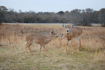 Whitetail deer living on Assateague Island, in Worcester County, Maryland.