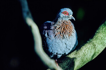 Diamond dove