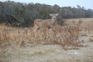 Whitetail deer living on Assateague Island, in Worcester County, Maryland.