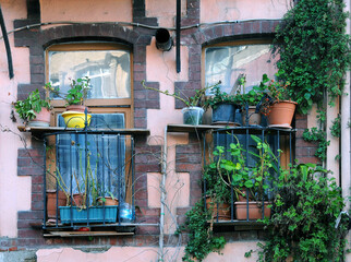 Plants and flowers on the building