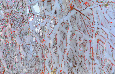 Tree branches covered with hoarfrost or snow