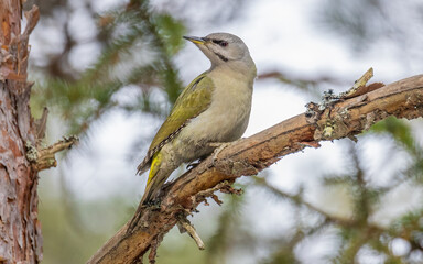 Fototapeta premium Grey-headed woodpecker