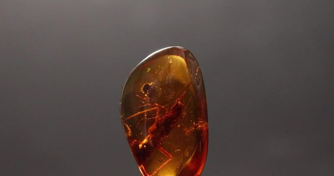 rotation of amber with insects of cricket and a fly on black background