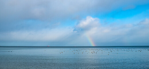 Panoramic winter view of Baltic sea with gulls on water surface with rainbow over maritime horizon...