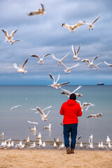 Single person feeding herd of laughing gulls and other sea birds in winter season at Baltic sea...