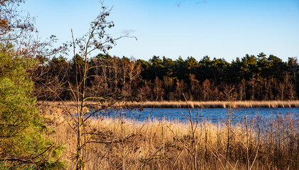 Bird Paradise - Ptasi Raj - wildlife reserve winter landscape with forest and reed thicket onshore...