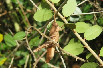 Brown tropical grasshopper on plant in Florida nature, closeup