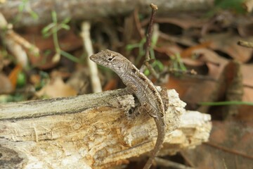 Brown anole lizard on a stump in Florida nature, closeup - Powered by Adobe