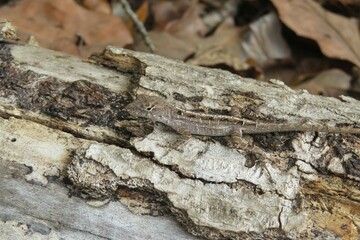 Brown anole lizard on wooden background in Florida wild, closeup