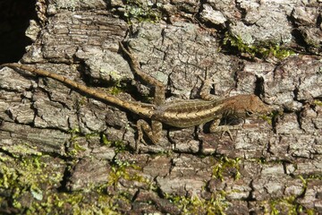 Brown anole lizard on the tree bark in Florida wild, closeup
