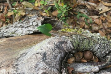 Brown tropical anole lizard on a log in Florida wild