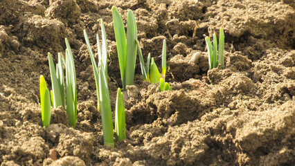 flowers emerge from the ground. white snowdrops. the first spring flowers. spring is near