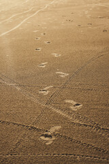 footsteps on the sand