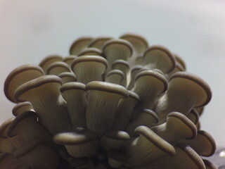 Oyster mushrooms close-up copy space. Mushrooms cultivation background. 