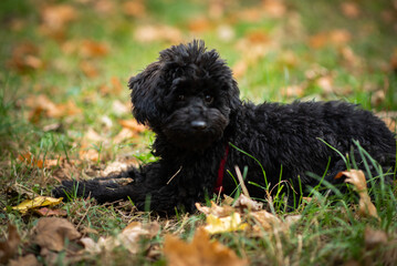 Cute puppy animal dog  looking and laying