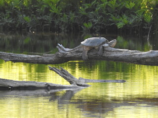 A common snapping turtle resting on a log in a pond in the Pocono Mountains, Monroe County,...