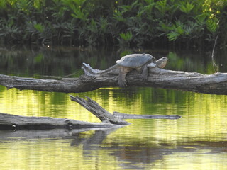 A common snapping turtle resting on a log in a pond in the Pocono Mountains, Monroe County, Pennsylvania.