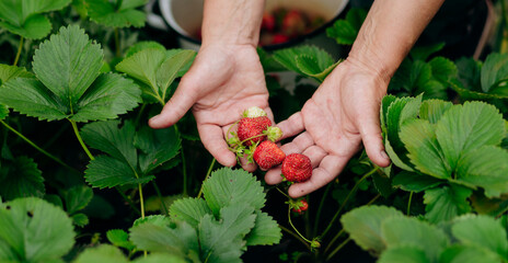 Strawberry grower gardener working in the greenhouse with harvest, woman holding berries