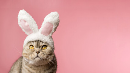 Funny Scottish fold cat with rabbit ears on a pink background. Banner for your advertisement, copy...