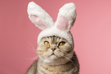 Funny fat cat with bunny ears on a pink background, close-up. A cat dressed as an Easter bunny. Happy Easter.